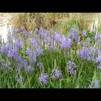 Camassia leichtlinii Caerulea (fam. Hyacinthacees) (1)